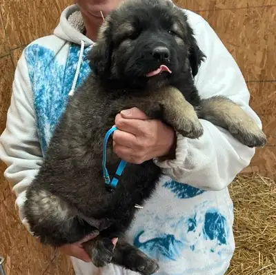 We have 1 Male left ( Light Blue collars ). He is ready to go on June 6th. he comes vet-checked, 1st...