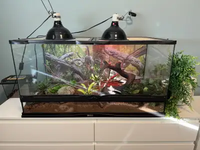 Likely 2 ft long . Around 2 years old. beautiful tank. Looking to sell at a very affordable price. O...