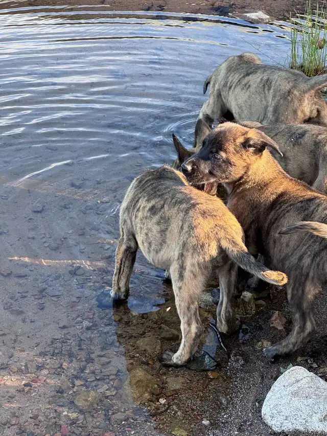 Dutch Shepherd puppies in Dogs & Puppies for Rehoming in Sudbury - Image 8