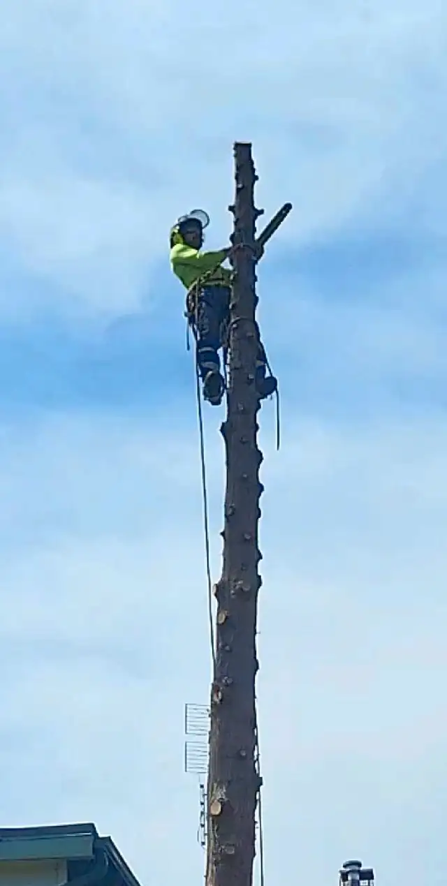 Tree Removal Tree Pruning 647 654-188462864359395971123