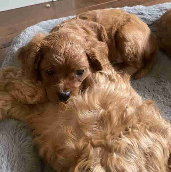 2nd generation cavapoo (1 dark red boy left) in Dogs & Puppies for Rehoming in Victoria