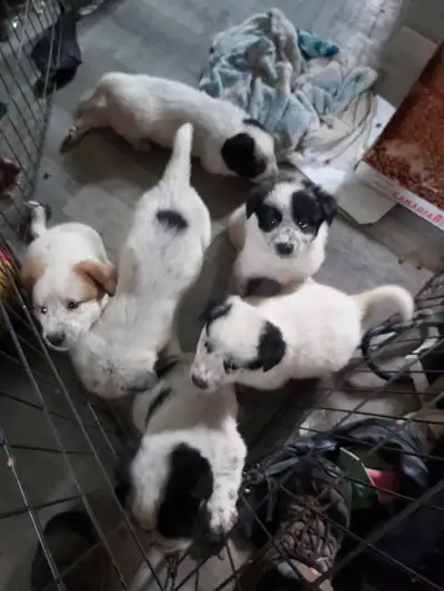 blue heeler cross puppies, View more