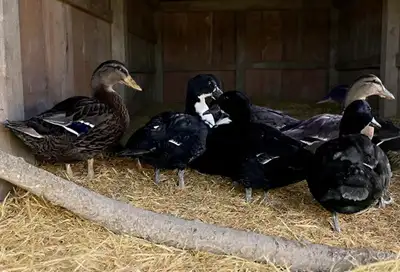 7-8 Weeks Old Call Duck Ducklings For Sale, View more