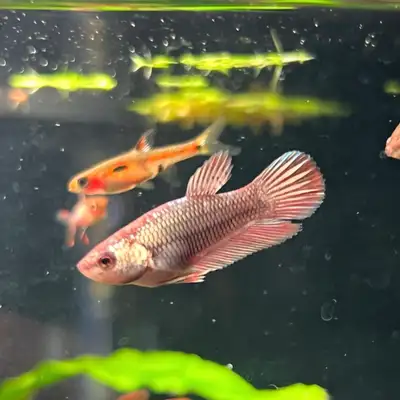 Female Red Copper Plakat Betta, View more