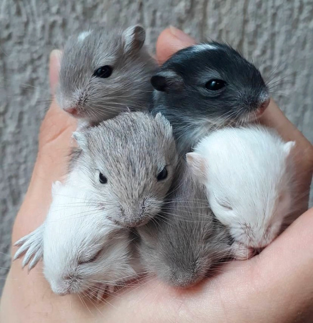 Beautiful, Healthy, Ethically-Bred Gerbils for Sale in Small Animals for Rehoming in Winnipeg - Image 4