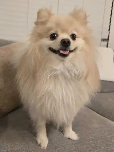 Pure Pomeranian, View more