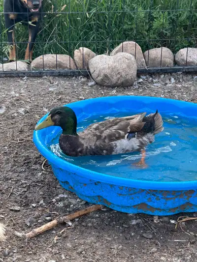 Drake ducks , View more