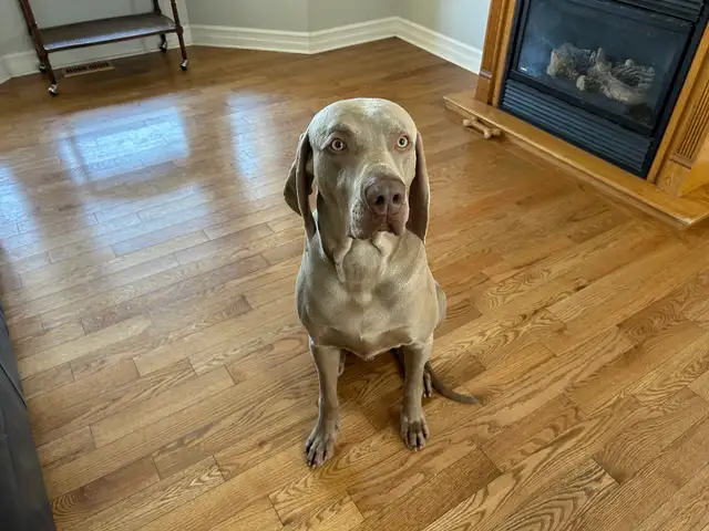 Weimaraner Presa Canario Mastiff Puppies in Dogs & Puppies for Rehoming in St. Catharines - Image 8