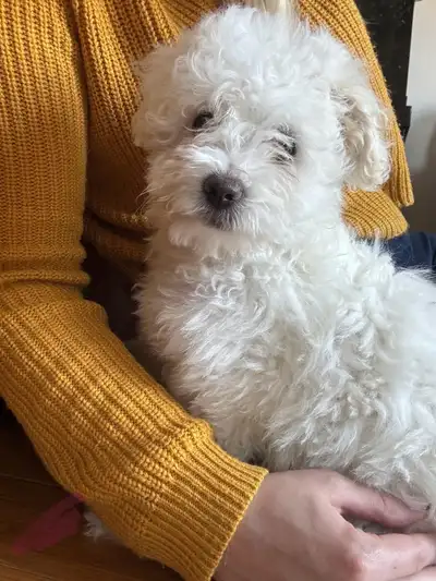 We have 2 gorgeous Bichon Miniature Poodle puppies ready to find their forever homes! 1 Girls & 1 Bo...
