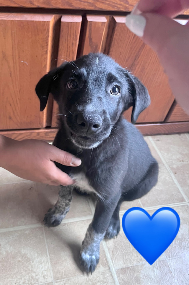 3 left! Border Collie x Lab/blue heeler puppies Dogs & Puppies for Rehoming Kawartha Lakes