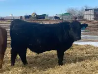 Purebred black yearling Simmental bull