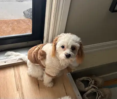 FREE Cavapoo, View more
