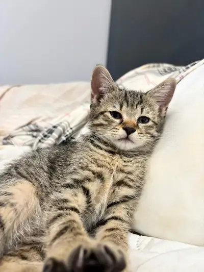 Scottish straight kittens- ready to go! , View more