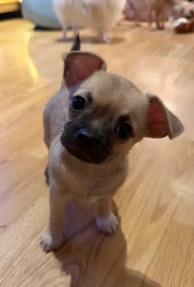 Adorable Female Chihuahua puppy, View more
