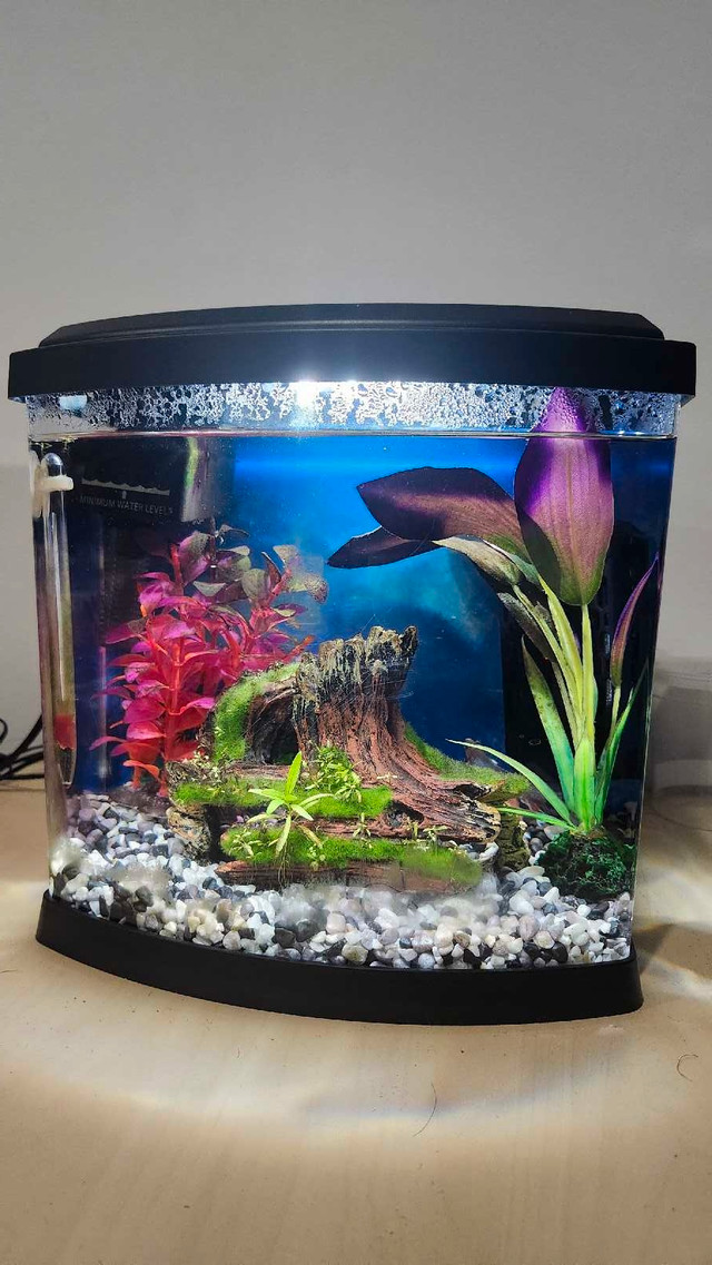 2.5 Gallon Betta Fish Tank in Fish for Rehoming in Calgary