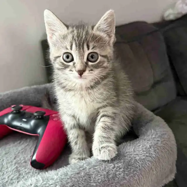 4 Kittens