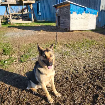 Chiots berger allemand (père) et golden (mère) 3 mâles et 2 femelles noir prêts à quitter le 28 mai...