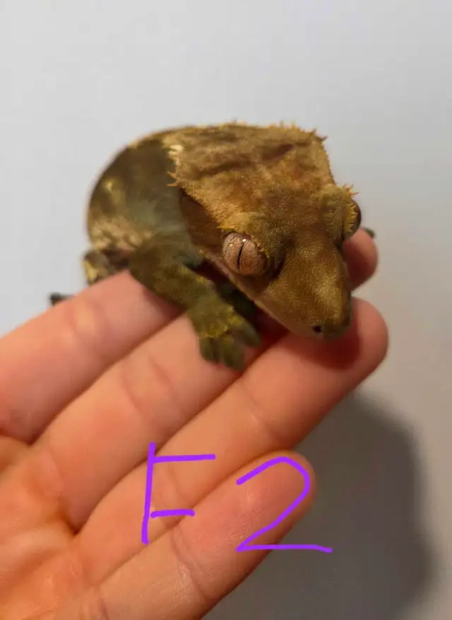 terrarium et gecko a crête | Reptiles & Amphibians for Rehoming ...
