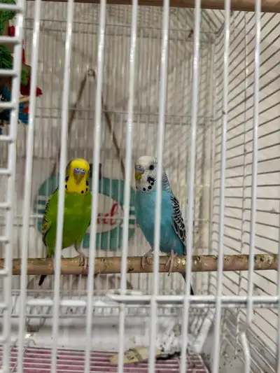 birds  for sell, View more