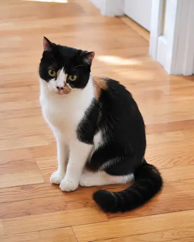 chatte croisée siamois et Persane pure, View more