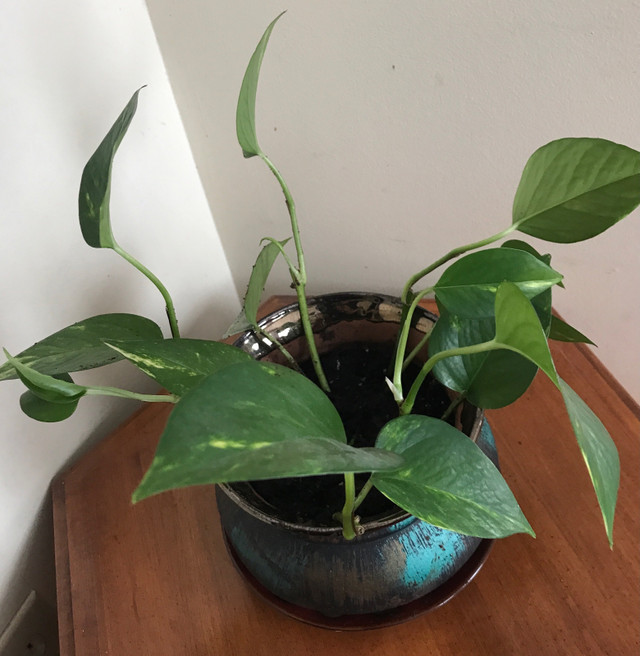Golden pothos in a beautiful ceramic pot with saucer in Plants, Fertilizer & Soil in Guelph - Image 3