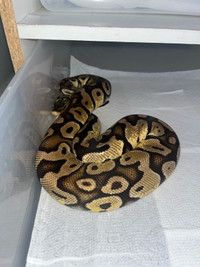 Female Pastel (pos low expression lesser) - $200 Easter Sale