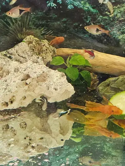 Long fin plecos, View more