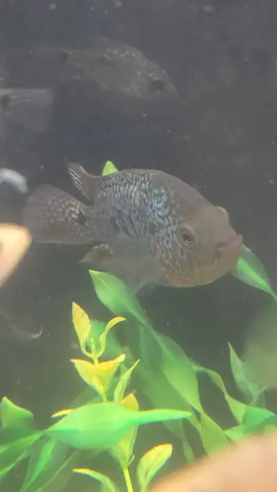 Juvenile flowerhorns 3 Inches, View more