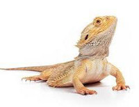 Looking for bearded dragon & tank