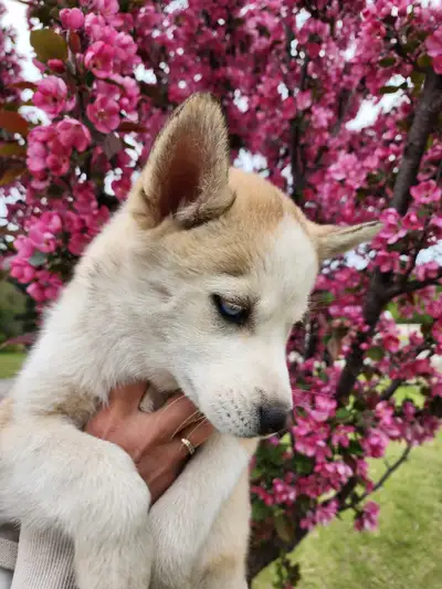 These little cuties all have blue eyes. We have 5 females and 1 male. They were born on February 26,...