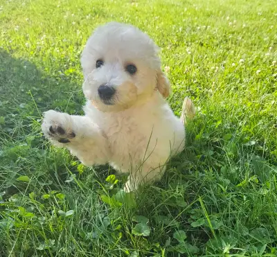 Sweet male poochon/ bichonpoo, View more