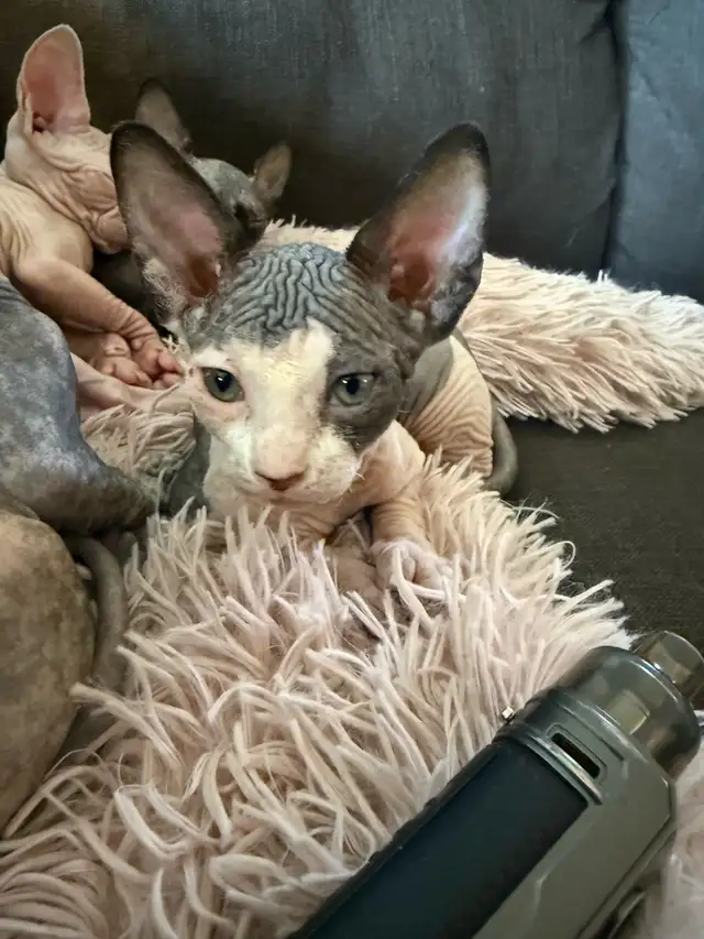 SPHYNX chat in Cats & Kittens for Rehoming in Laurentides - Image 6