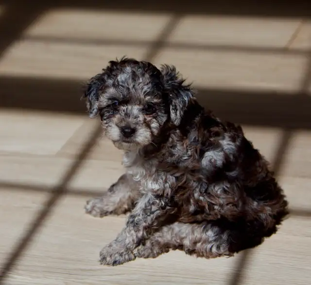Mini Aussiedoodle F1b  merles in Dogs & Puppies for Rehoming in Drummondville - Image 8