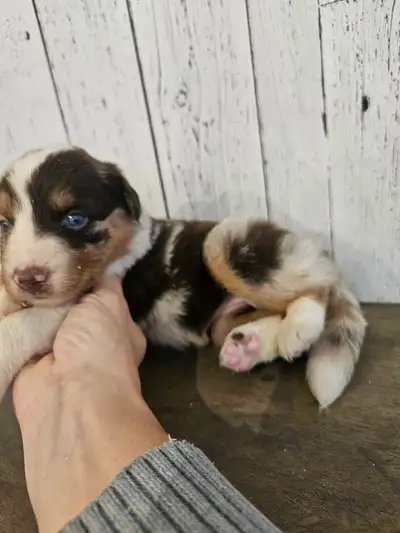 PEL 0249 AUSTRALIEN SHEPERD, View more