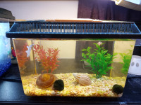 Pastel decorated Betta Fish Tank *SALE!