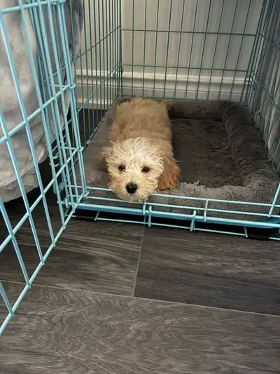 Male Maltipoo looking for his Forever Home, View more