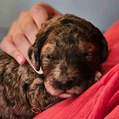 Loyal • Hypoallergenic • Absolutely Stunning We are excited to share our beautiful litter of Standar...