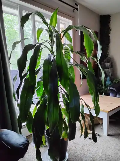 Very large house plant , View more