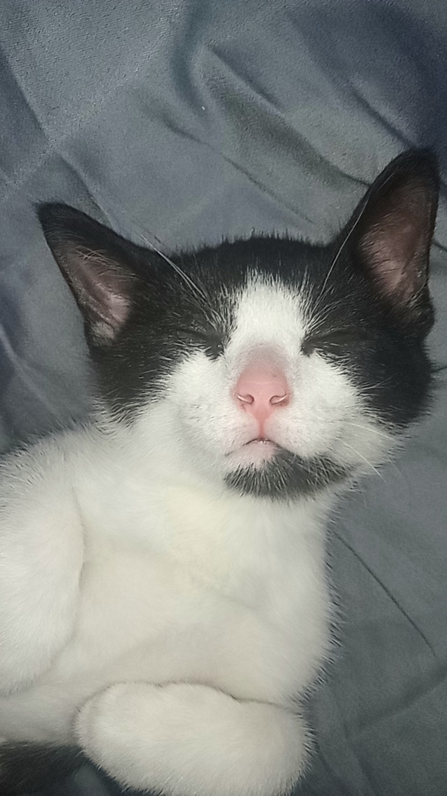 Cute 4 month old kitten ready for his forever home Cats & Kittens for