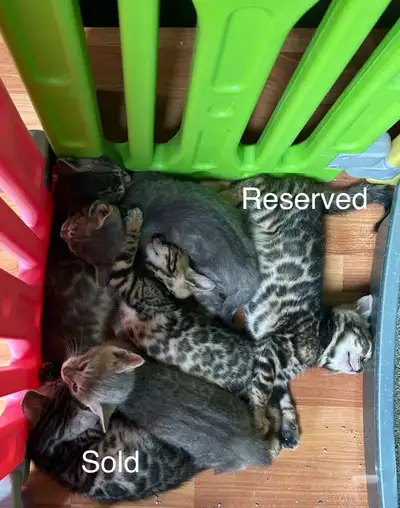 Bengal kittens, View more