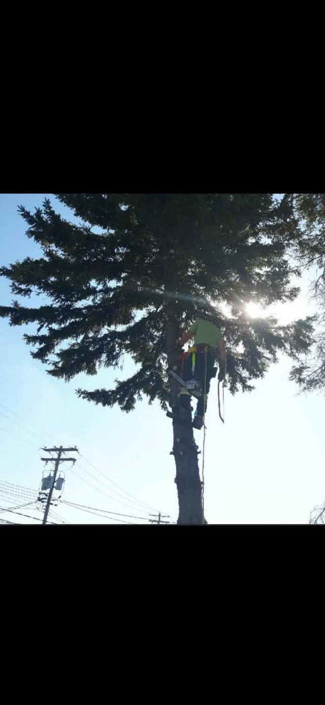 MONSTER TREE SERV.(LowRates) in Lawn, Tree Maintenance & Eavestrough in Winnipeg - Image 4