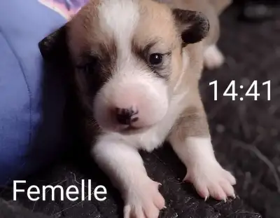 Adorable chiot Corgi pure race bientôt disponible à l'adoption! Nos petits trésors sont arrivés Ils...