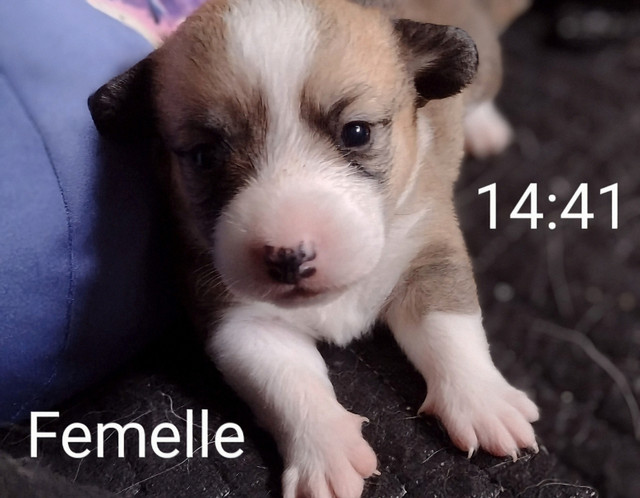 5 magnifique chiot Corgi pure race. Naissance 18 Mai 2025 dans Chiens et chiots à adopter  à Laval/Rive Nord