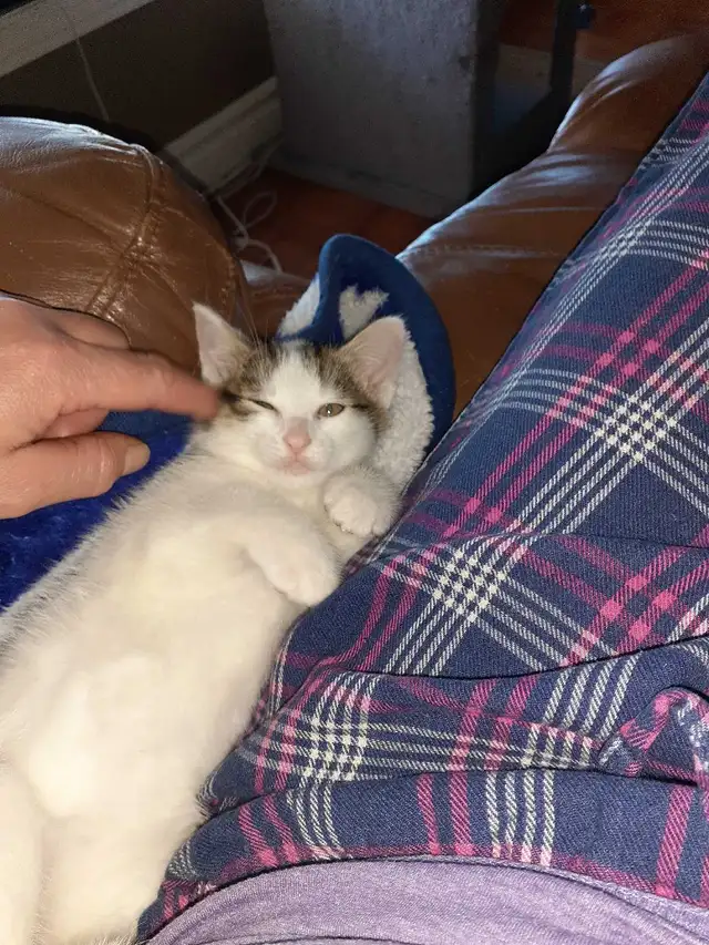 3 kittens  in Cats & Kittens for Rehoming in North Bay - Image 3