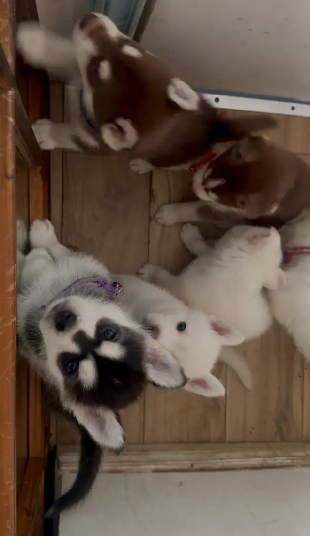 Husky Puppies in Dogs & Puppies for Rehoming in Windsor Region - Image 3