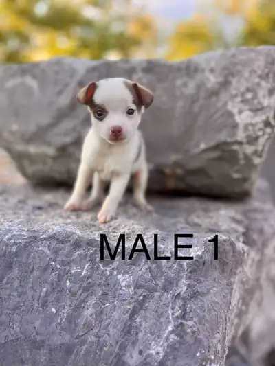 ***IF AD IS UP PUPPIES ARE STILL AVAILABLE*** ***NO CALLS/MESSAGES PAST 9:00PM*** ***PLEASE READ FUL...