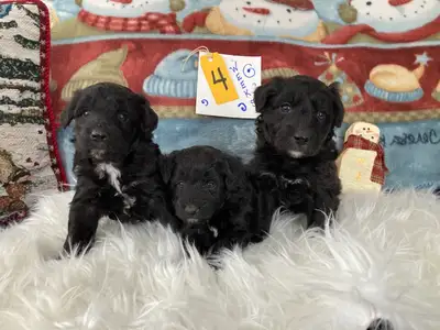 Mini Borderdoodle Puppies - DNA testing and health guarantee, View more