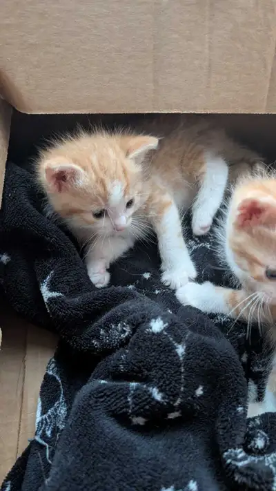 orange and calico kittens, View more