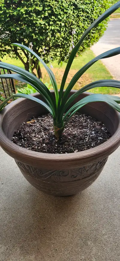 CLIVIA PLANT FOR SALE!!!, View more