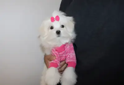 TEDDY BEAR MORKIES (Maltese Yorkies) CALL 647-838-6762, View more